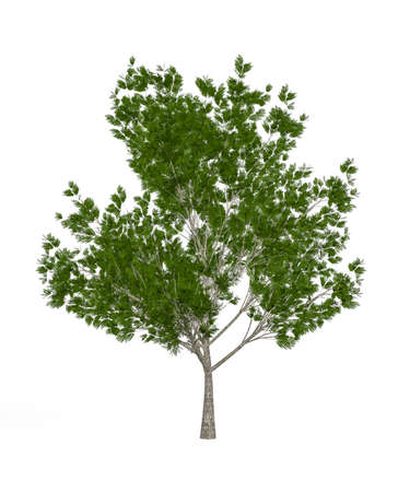 European ash tree isolated on white background - 3d renderの写真素材