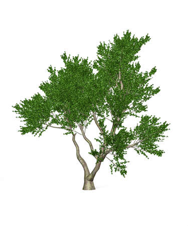 Hornbeam tree common isolated on white background - 3d renderの写真素材
