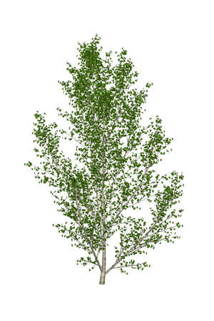Black young poplar isolated on white background - 3d renderの写真素材