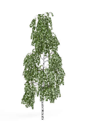 Birch tree isolated on white background - 3d renderの写真素材