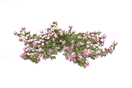 Pink roses on branches - lots of overgrown pink roses - isolated on white background - 3d renderの写真素材