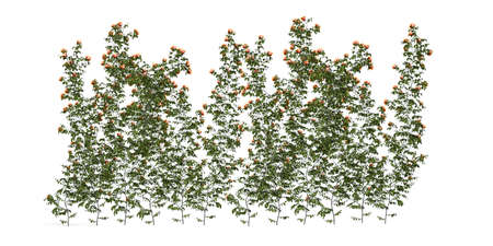 Wall of roses - orange roses climbing the wall - isolated on white background - 3d renderの写真素材