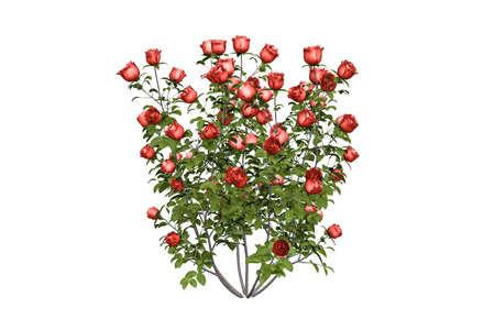 A bush of beautiful red roses on white background - 3D renderの写真素材