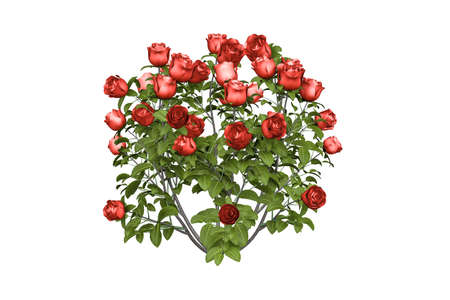 A bush of beautiful red roses on white background - 3D renderの写真素材