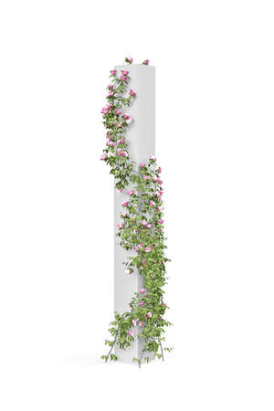 Pink roses with branches wrapped around a vertical square pole - beautiful roses climbing on the pole - isolated on white background - 3d renderの写真素材