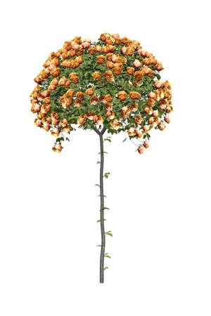A tree of orange roses isolated on white - 3d renderの写真素材