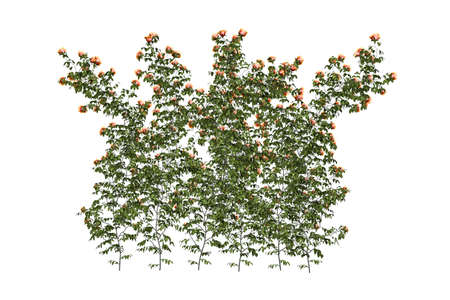 Wall of roses - orange roses climbing the wall - isolated on white background - 3d renderの写真素材