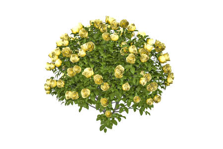 A bush of beautiful yellow roses on white background - 3D renderの写真素材