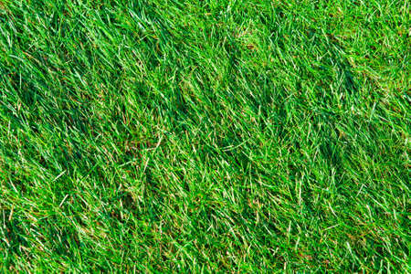 Grass texture - a close-up of a beautiful green and lush piece of grass on a sunny dayの写真素材