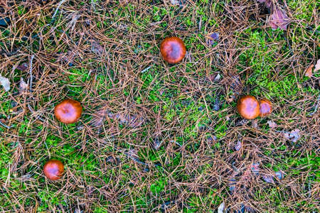Texture of forest mushrooms in a forest glade - top view of five boletus mushrooms in the forestの写真素材