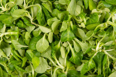 Lamb's lettuce texture - top view and closeup of the lamb's lettuce leavesの写真素材