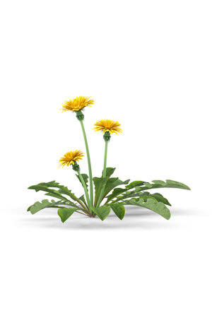 A dandelion isolated on a white background - 3d renderの写真素材