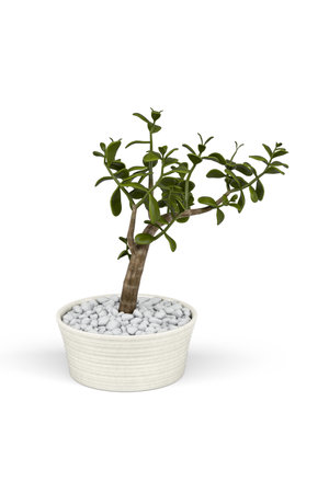 Jade plant in a pot isolated on white background - 3d renderの写真素材