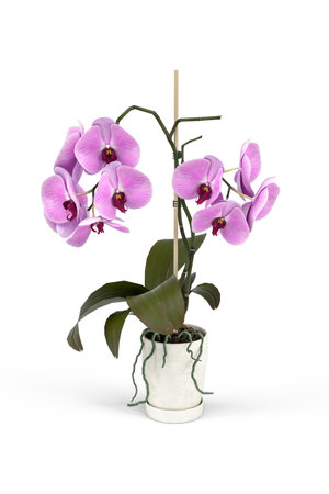 Orchid in a pot isolated on white background - 3d renderの写真素材