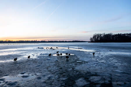 Birds on a frozen Polish lake - coots walk in winter on the frozen lake at sunsetの写真素材