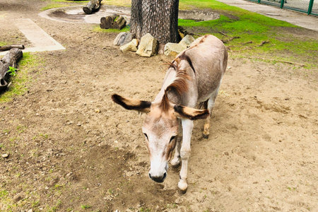 Domestic donkey in the Polish zoo.