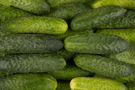 Texture of ground cucumbers - top view and close-up on a pile of green cucumbersの写真素材