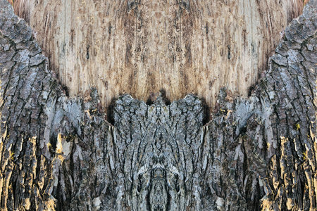 Wood texture - top view and close-up of the bark of a tree with large bumps and cracksの写真素材