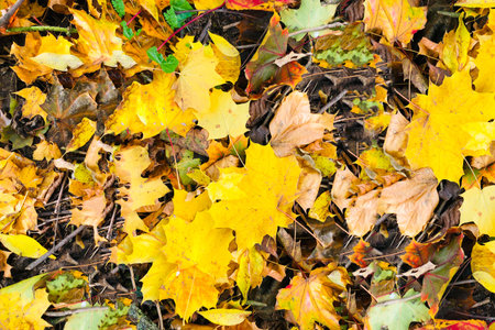 Autumn leaves texture - top view and closeup of colorful leavesの写真素材