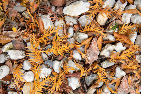 Texture of white small garden stones mixed with leaves and twigsの写真素材