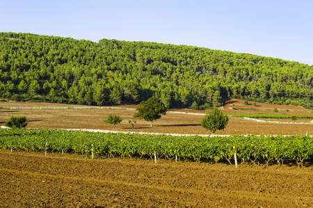 Italian wine Puglia in Murgia countrysideの写真素材