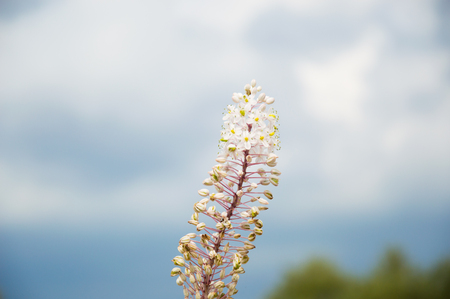 Flora and flower in Puglia Italy - Asphodelus ramosus, a perennial herb and flower in Puglia Italyの写真素材