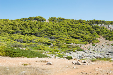 Mediterranean beach with typical vegetation of Pgulia - Italyの写真素材
