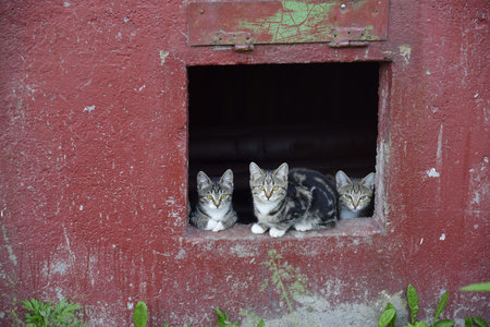 Homeless cats