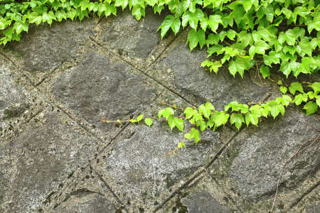 Green ivy on the old wall, old wall overgrown with ivy, Green ivy grows on old brick wall. Old stone wall with ivy as background.の写真素材