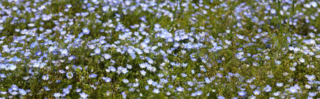 Nemophila (Baby Blue Eyes) Flower Field on Slope Hill at Hitachi Seaside Park, Ibaraki near Tokyo Japanの写真素材