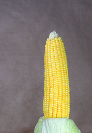 Fresh raw Corncobs or corn ears with green leaves isolated on white background.