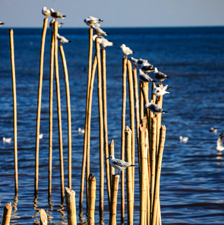 Seagulls on wooden poles in the sea under the sunlight.の写真素材