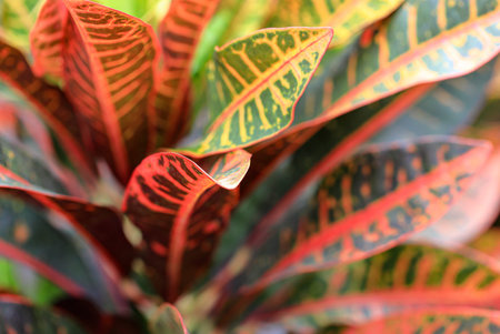Croton Petra or Codiaeum Variegatum plant.  Croton leaves Close up. Natural wood background.