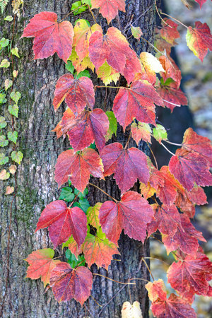 Colorful autumn Boston ivy leaves on tree branches.