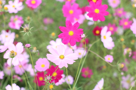 Cosmos Flowers have many shades of pinksの写真素材