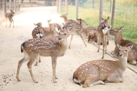 deers is in the zooの写真素材