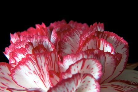 macro shot of carnationの写真素材