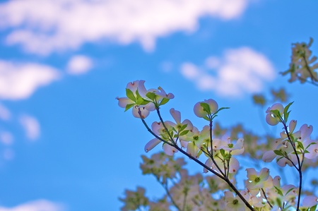Flowing white dogwood in spring  backlit against blue sky の写真素材