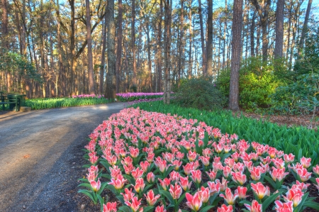 Tulip Extravaganza in early Spring. An Explosion of color.の写真素材