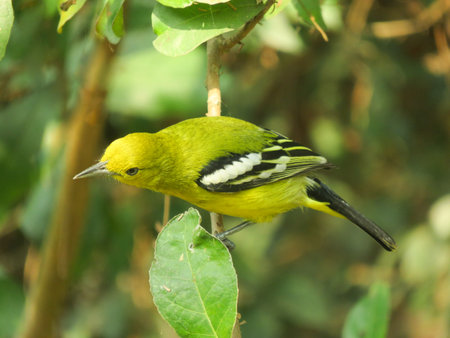 Yellow Bird's photos on a green tree in the jungle.の写真素材