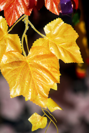 Artificial yellow and red leaves | yellow leafの写真素材