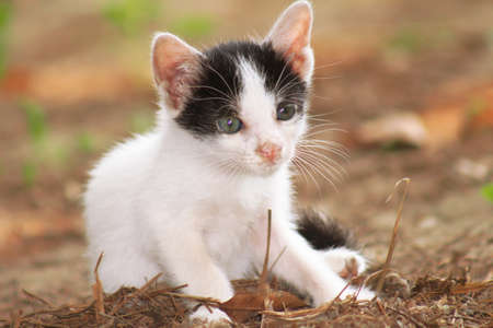 innocent kitten images| kitten is sitting alone like innocentの写真素材