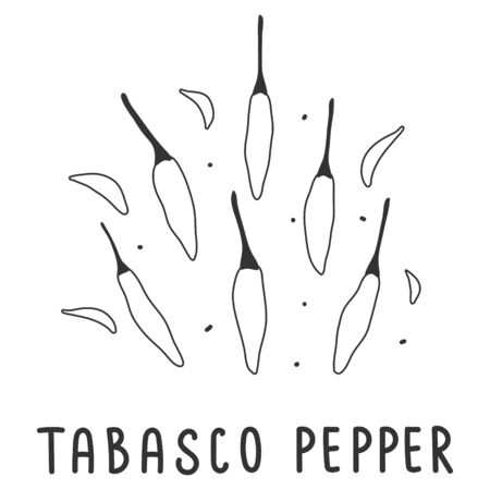 hand drawn vector illustration of various kinds of pepper vegetable. Simple linear handdrawn drawing of tabasco hot pepper sort. Cooking ingredient isolated element in sketch style.のイラスト素材