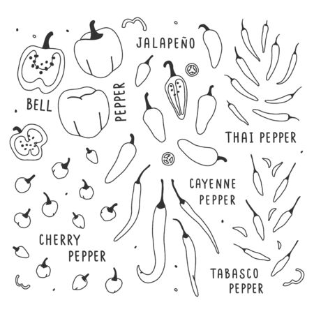 hand drawn vector illustration, various kinds of pepper vegetable. Simple colorful handdrawn drawing of cayenne, tabasco, chili, bell, sweet sorts. Cooking ingredient isolated element in sketch style.のイラスト素材