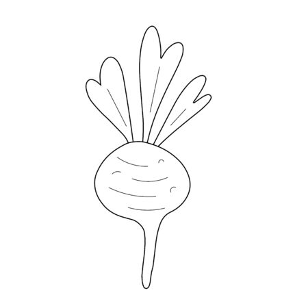 Cute radish doodle art, raw ornanic root vegetable, isolated vector drawing. Fresh garden veggie, beetroot isolated on white. Hand drawn illustrationのイラスト素材