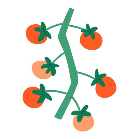 Small tomatoes on branch, cherry sweet red little tomatoes, isolated vector illustration, fresh organic vegetable, symbol of farmring and agricultureのイラスト素材