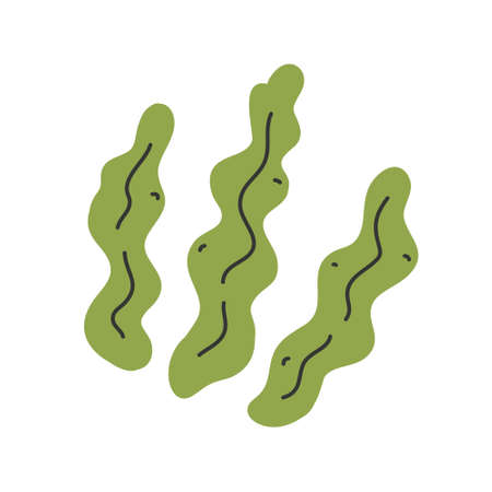 Kelp isolated, seaweed leaves icon, hand drawn vector illustration, healthy foods ingredientのイラスト素材