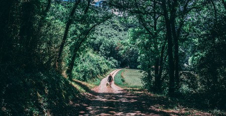 forest trees passage in franceの写真素材