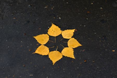 The sun symbol is laid out from birch leaves on the wet asfaltの写真素材