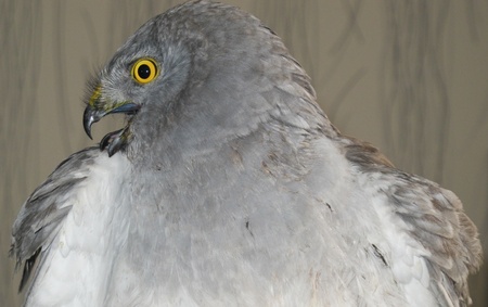 Steppe eagleの写真素材